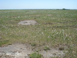 Gladiolus robertsoniae